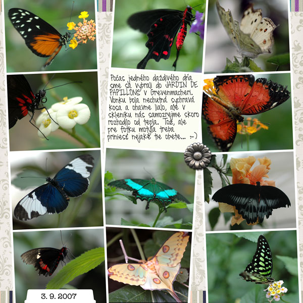 A whole lot of butterflies