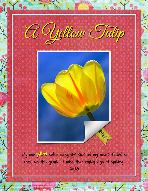 A Yellow Tulip