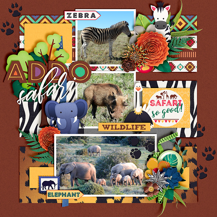 Addo Safari
