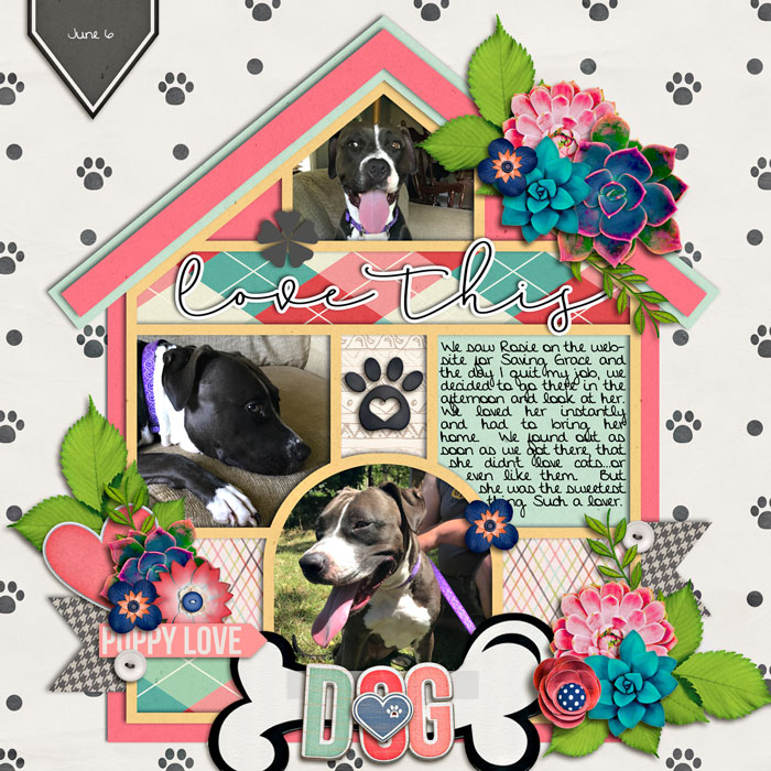 Adopted Dog