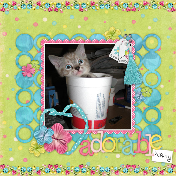 adorable kitty