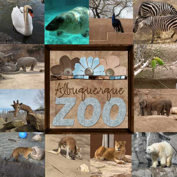 albuquerque zoo