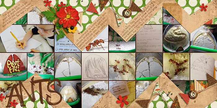 ANTS