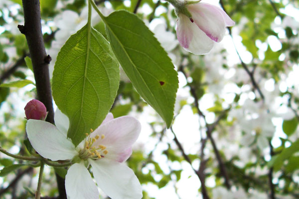 Apple Blossom Time