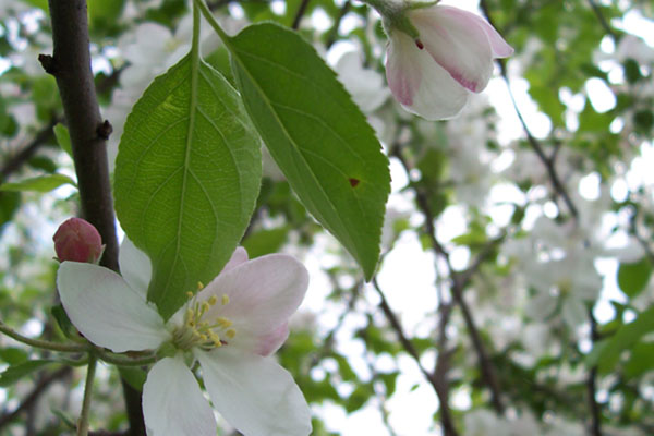 Apple Blossom Time