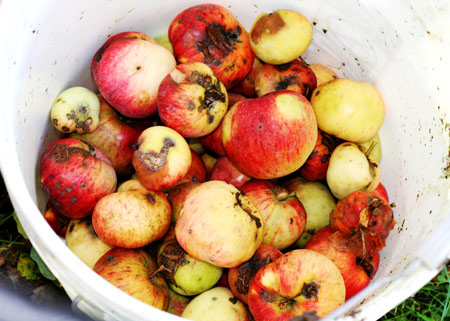 Apple Pickin'