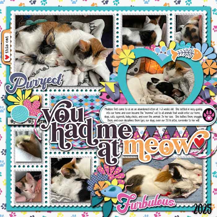 August 20 Khalisee Momma Cat