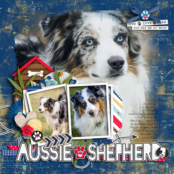 Aussie Shepherd