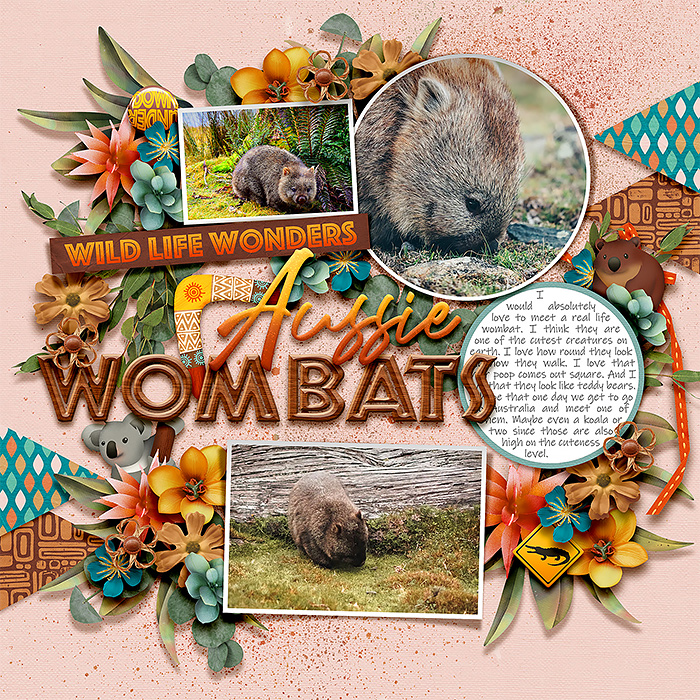 Aussie wombats