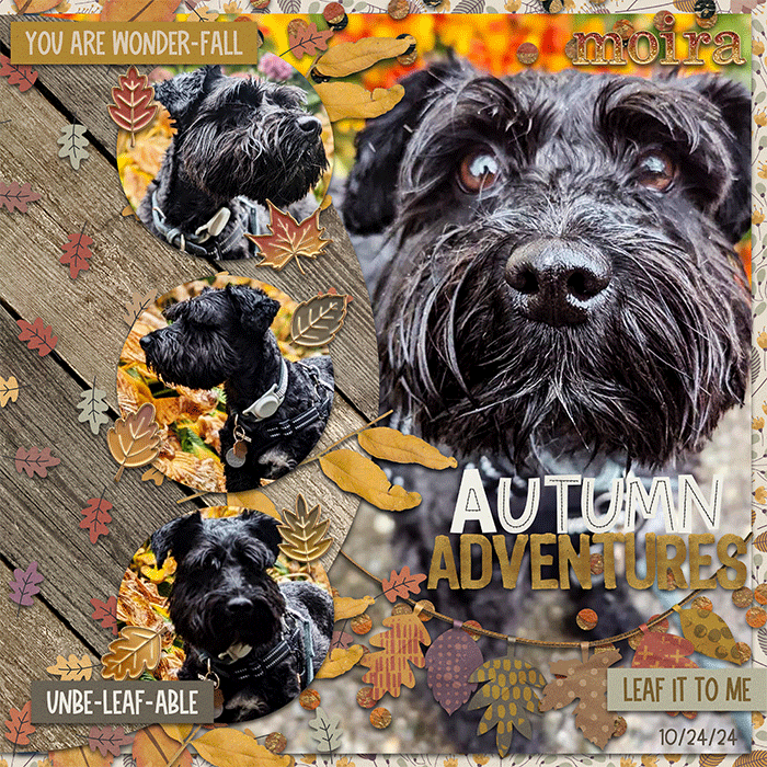 Autumn Adventures