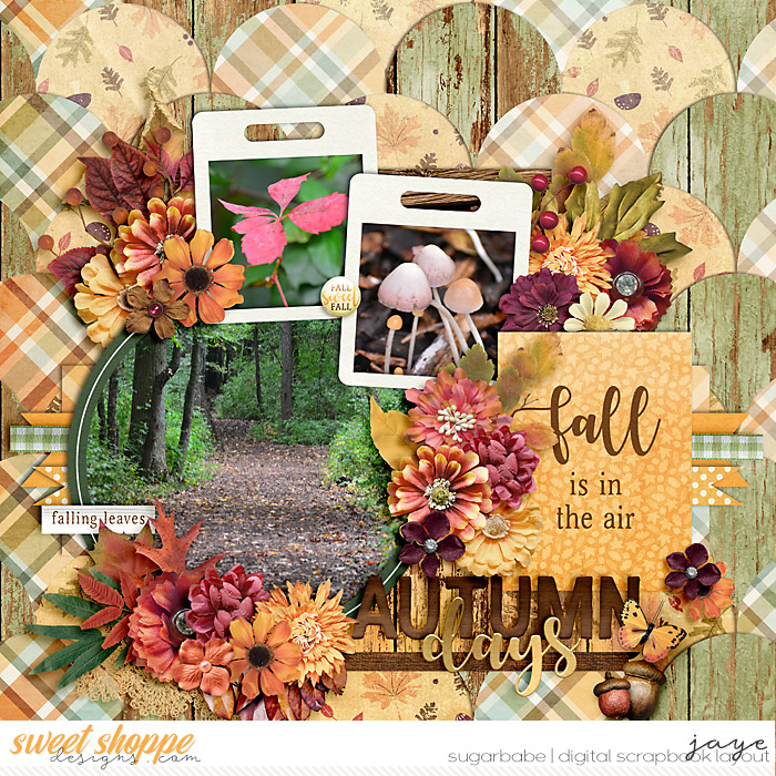 Autumn Walk in the Forest