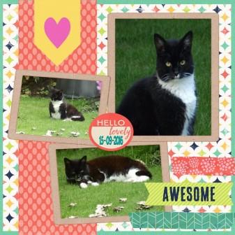 awesome kitty