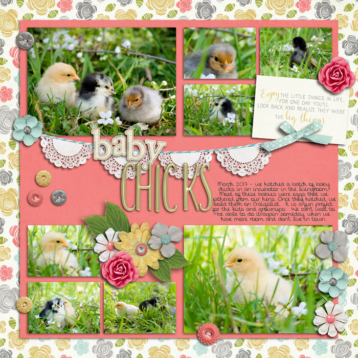 Baby Chicks