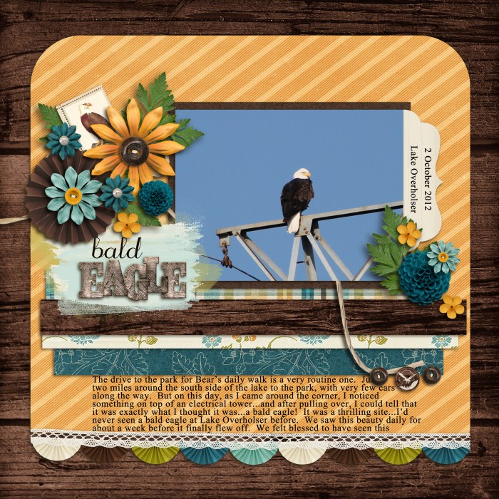 Bald Eagle