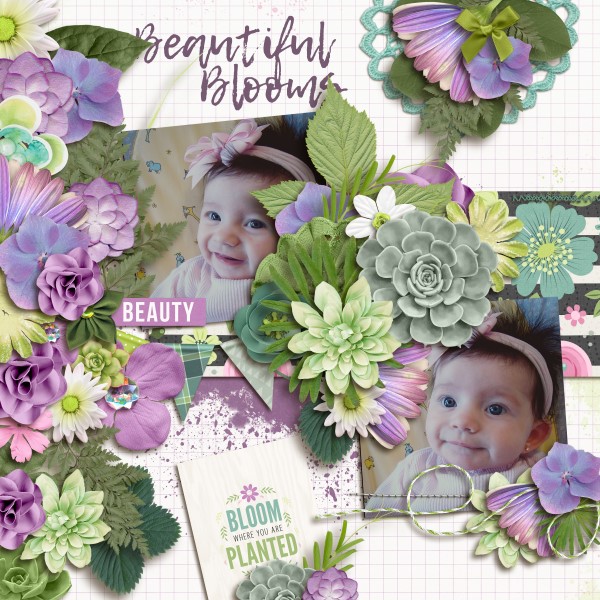 Beautiful Blooms