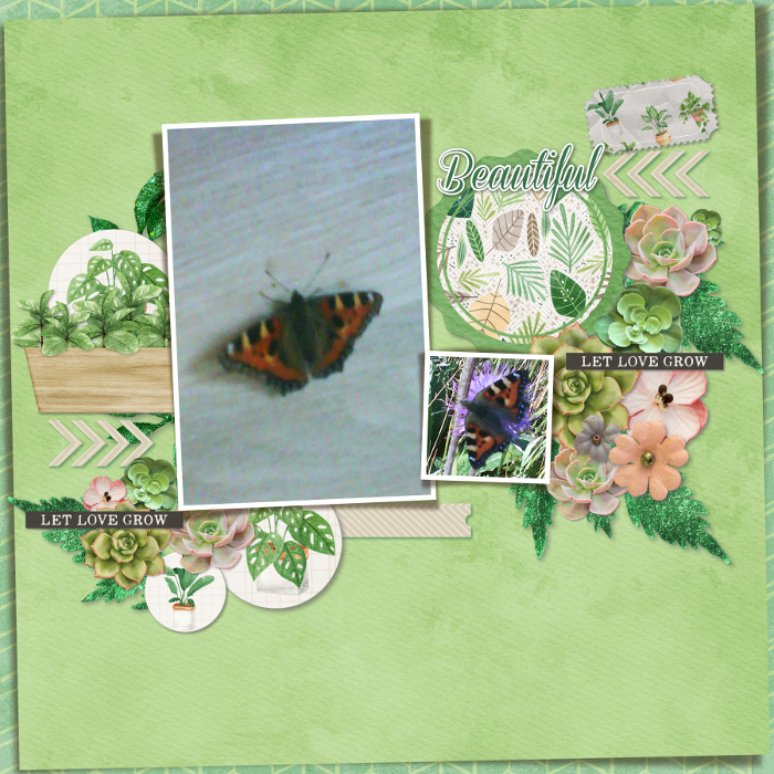 Beautiful butterfly