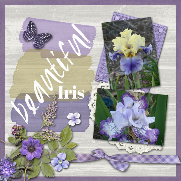 Beautiful Iris