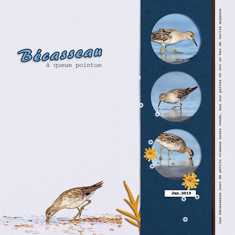 Bécasseau