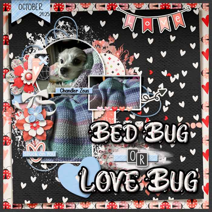 Bed Bug or Love Bug