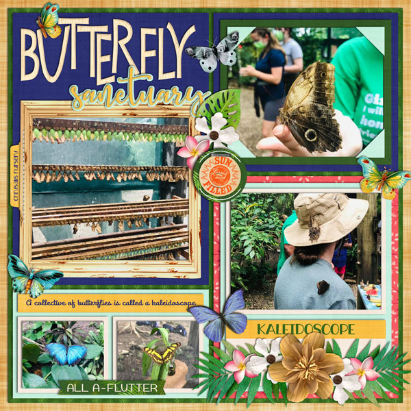 Belize Butterfly Sanctuary