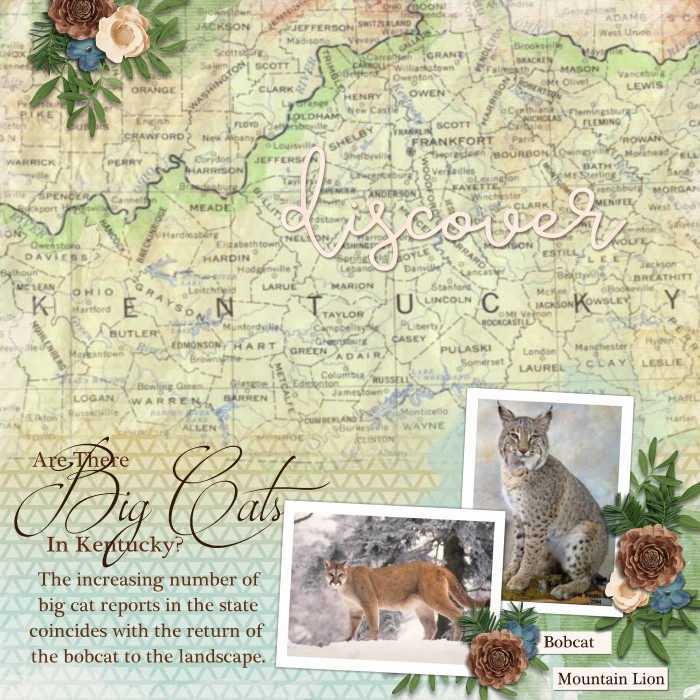 Big Cats in Kentucky 1