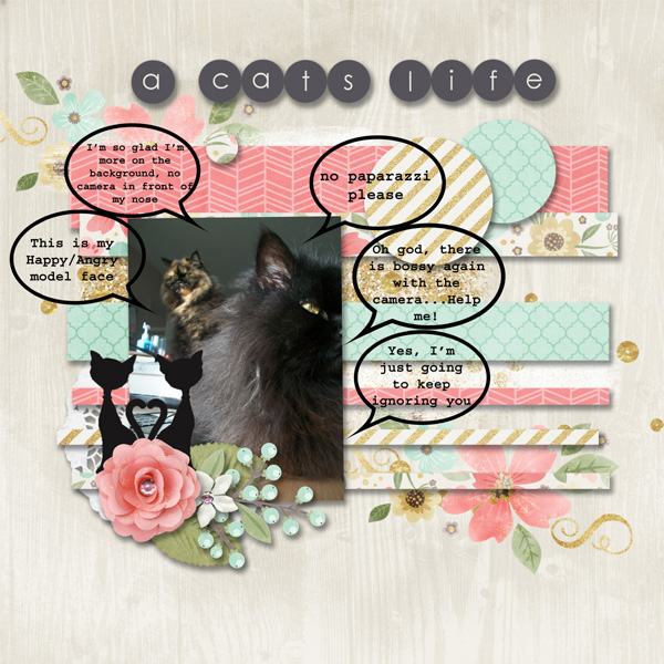 Bingo Feb Nr4: 'Use multiple talk bubbles: Cats'
