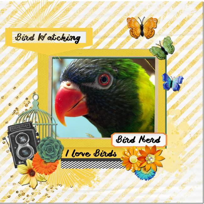 Bird Nerd