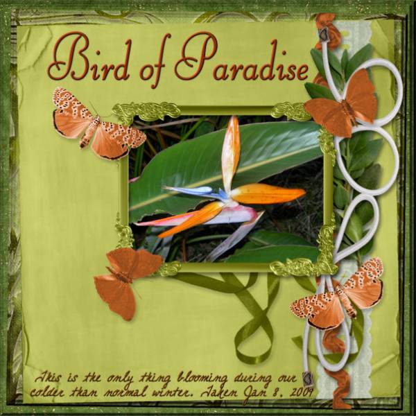 Bird of Paradise