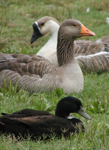 Birds at the park