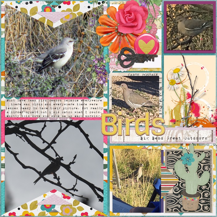 Birds March 2017