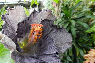 Black Hibiscus