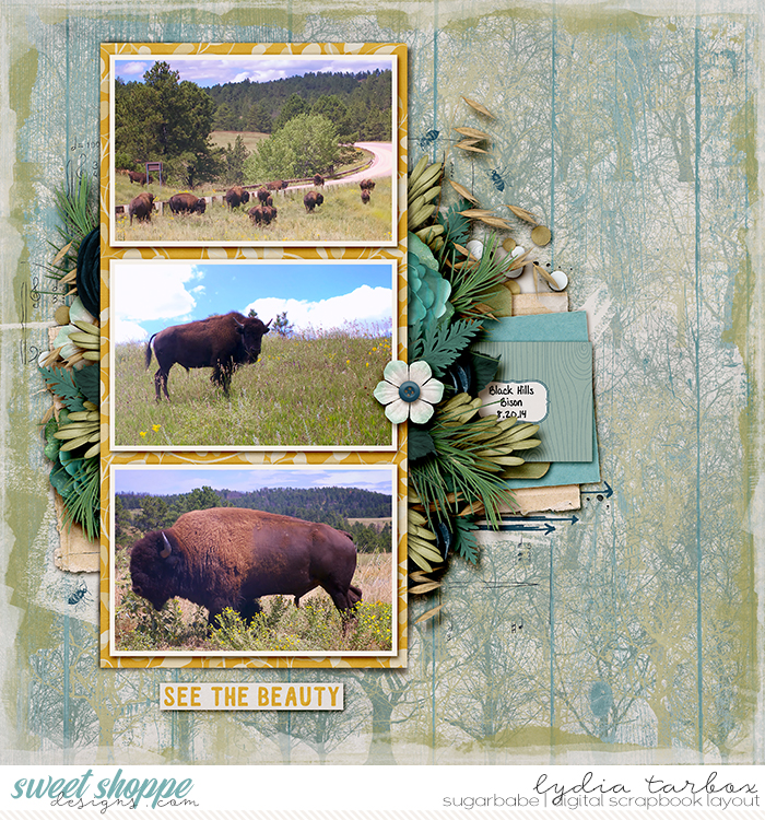 Black Hills Bison