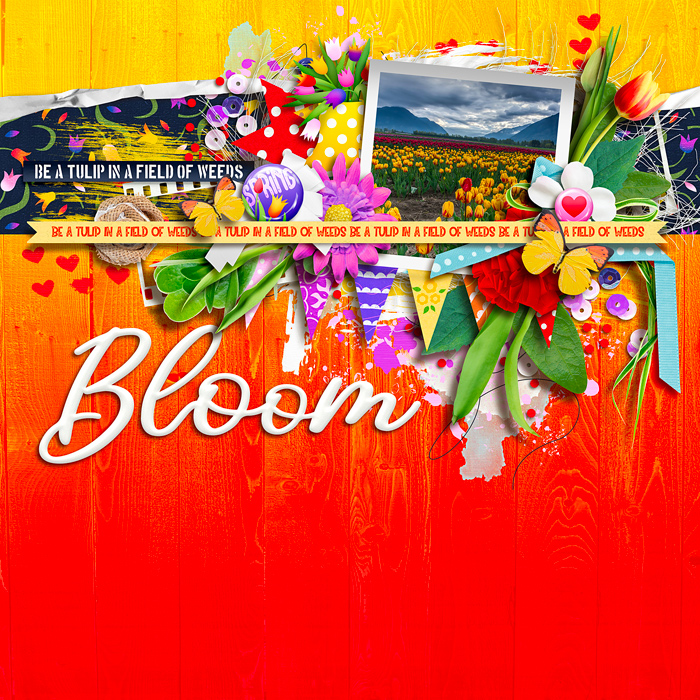 Bloom