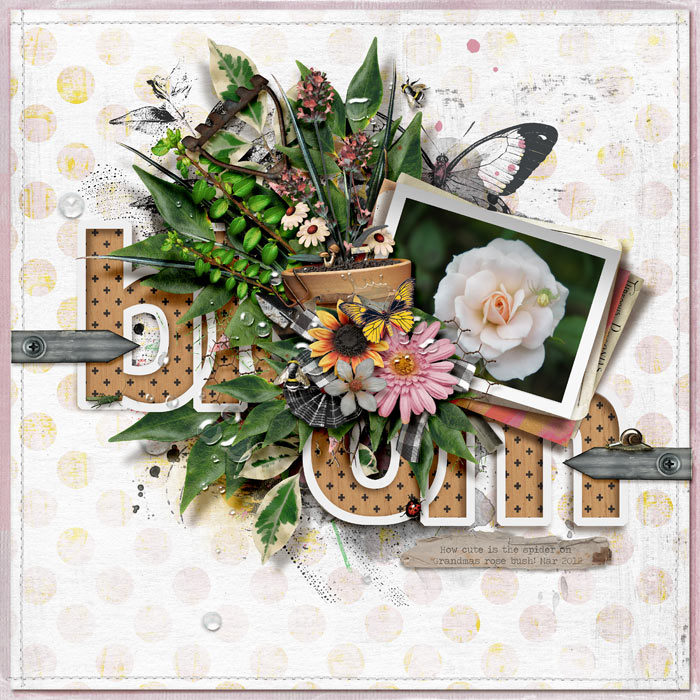 Bloom