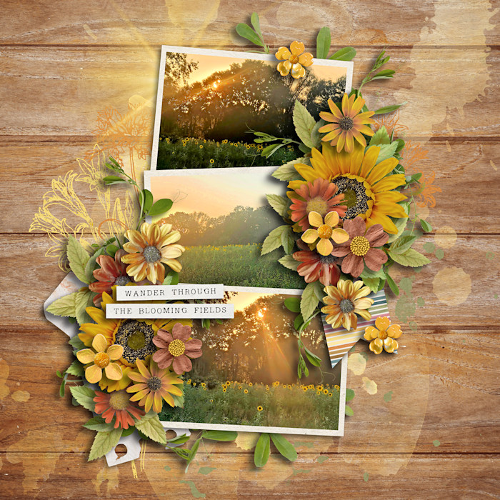 Blooming fields