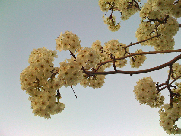 Blossoms
