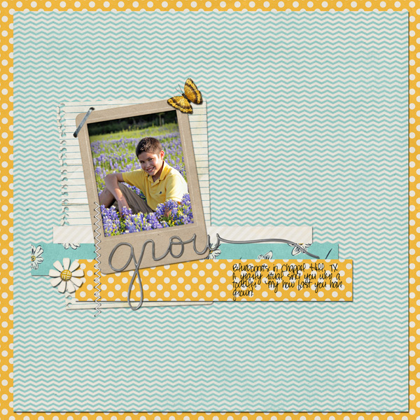 Bluebonnets