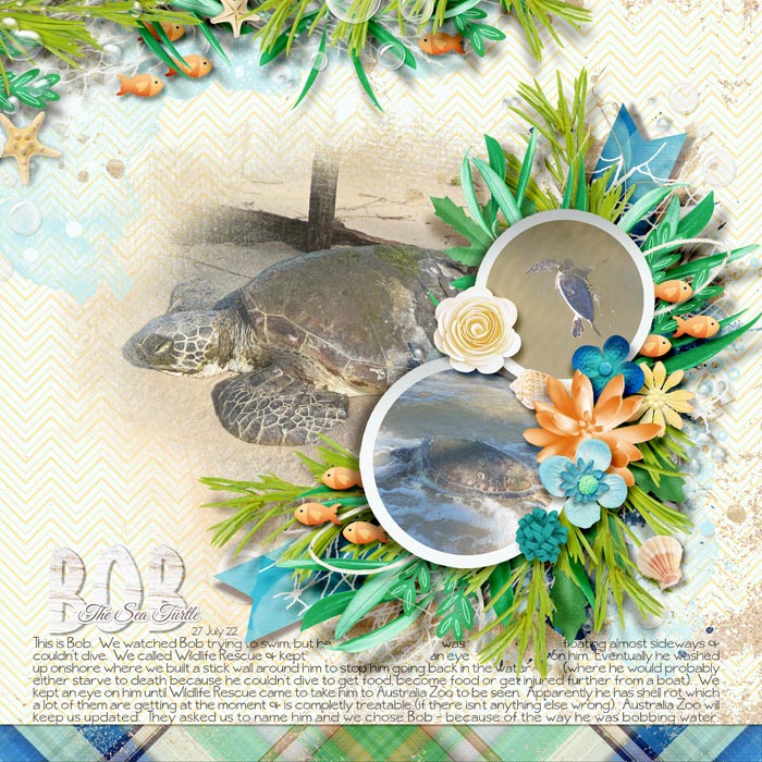 Bob The Sea Turtle