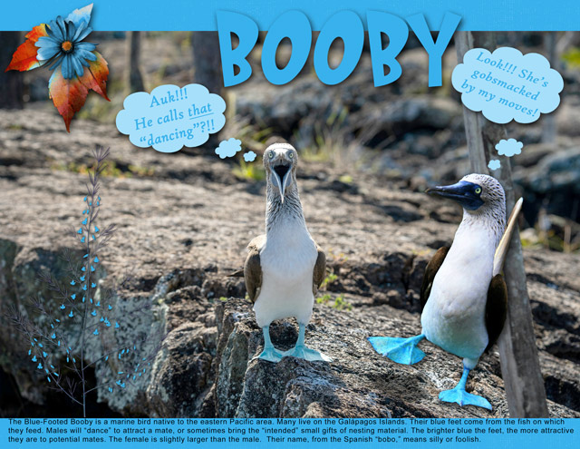 BOOBY