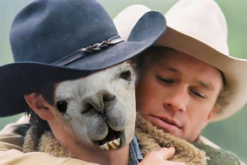 Brokeback Llama