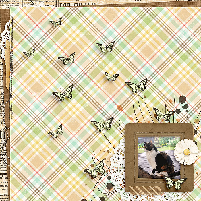 Butterflies