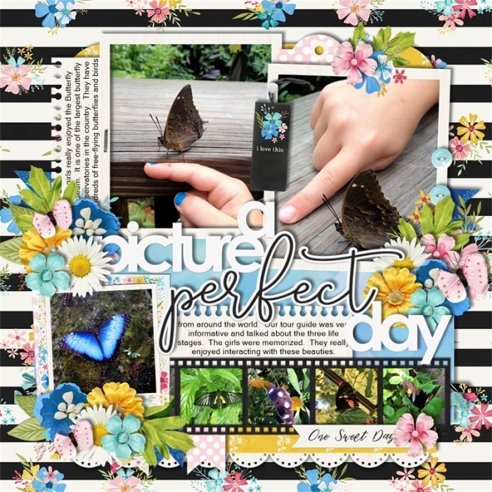 Butterflies8
