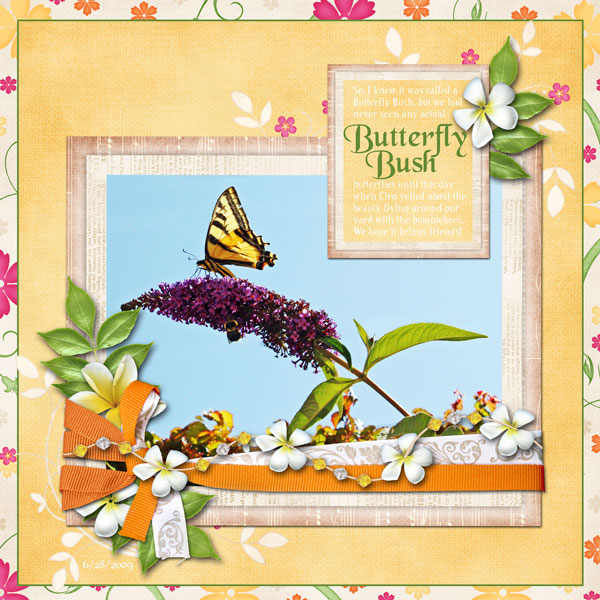 Butterfly Bush