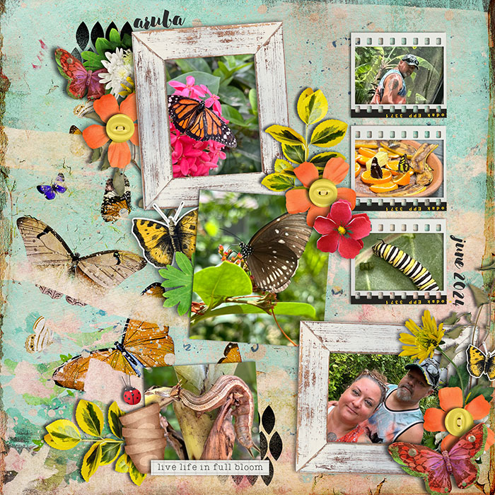 Butterfly Farm