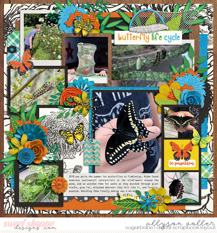 Butterfly Life Cycle