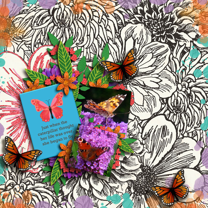 butterfly Season
