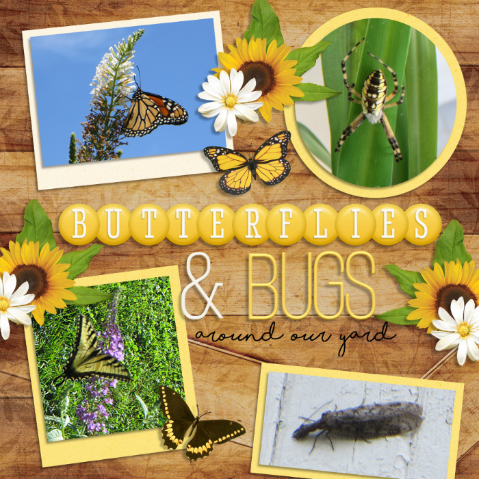 Butterlies & Bugs Around the Yard
