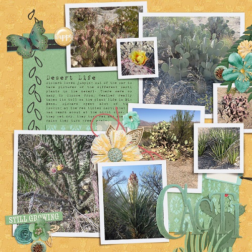 Cacti Big Bend March 2017