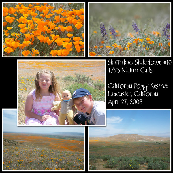 California Poppies