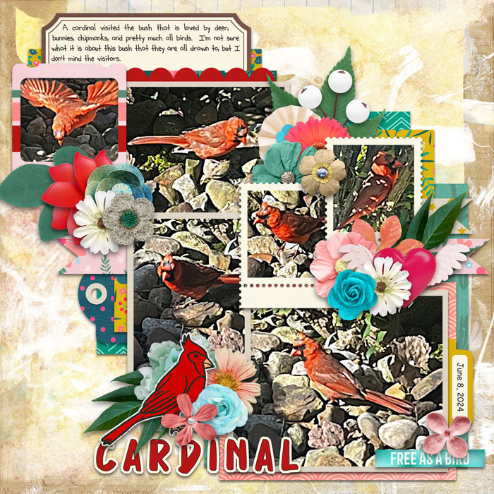 Cardinal